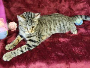 Enlarge Monty, a ADOPTABLE Domestic Short Hair in Bucyrus, OH image 2/3