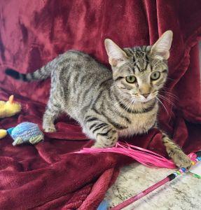 Enlarge Monty, a ADOPTABLE Domestic Short Hair in Bucyrus, OH image 3/3