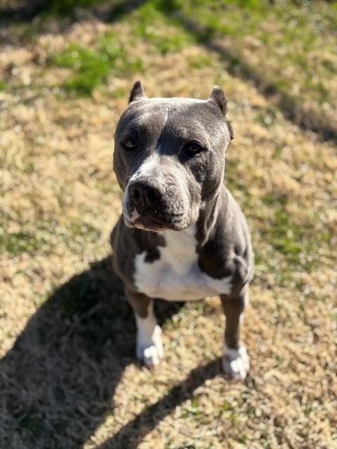 Enlarge CANDY, a Adoptable mixed breed in Forney, TX image 2/3