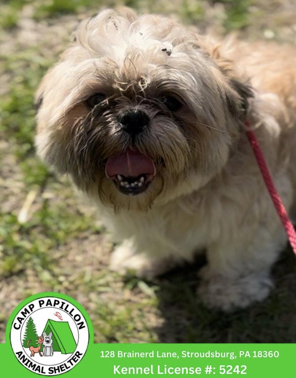 Ezekiel, Adoptable, Young Male Shih Tzu.