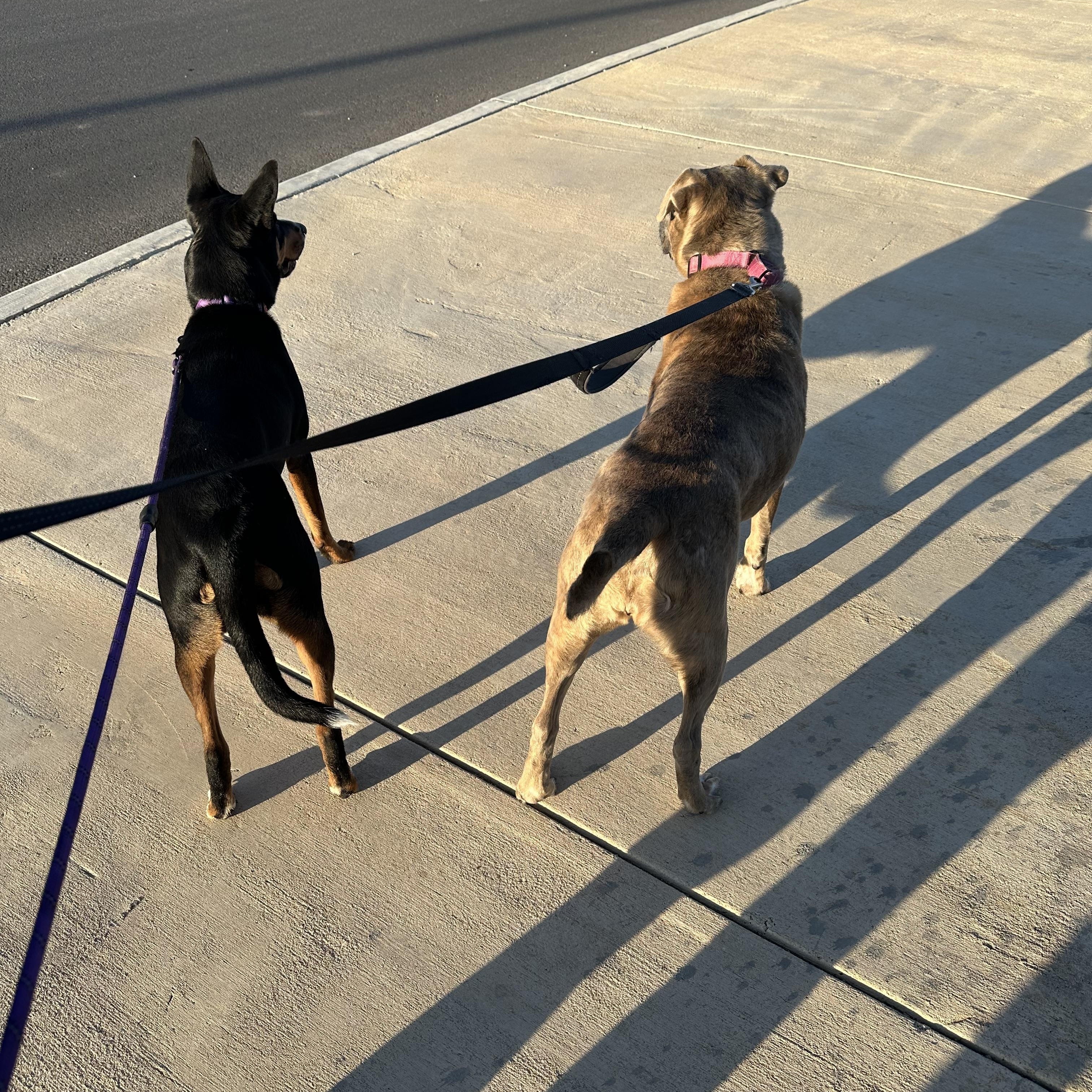 Kahlua , a Adoptable mixed breed in Austin, TX image 4/6