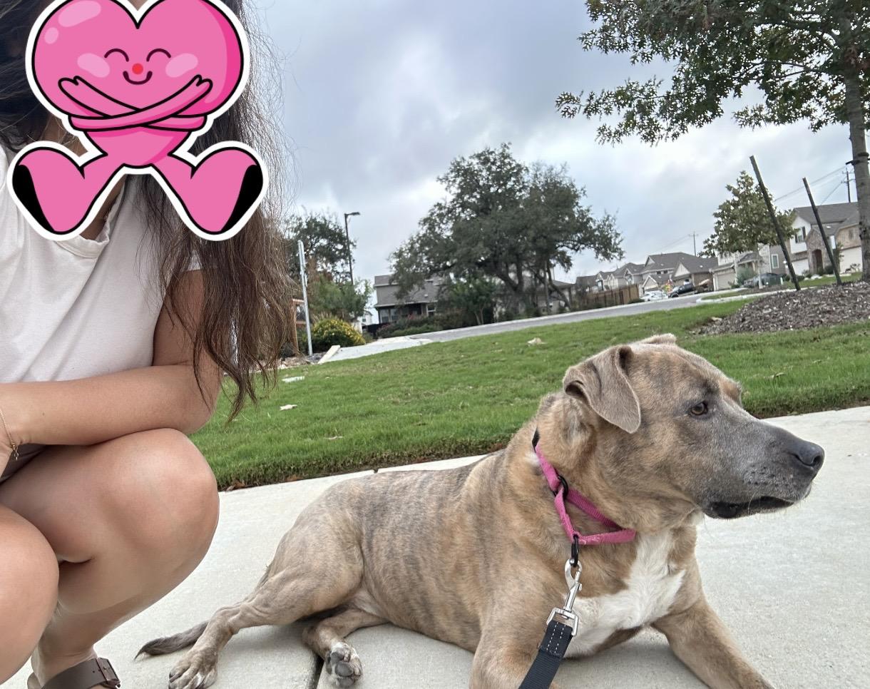 Kahlua , a Adoptable mixed breed in Austin, TX image 5/6