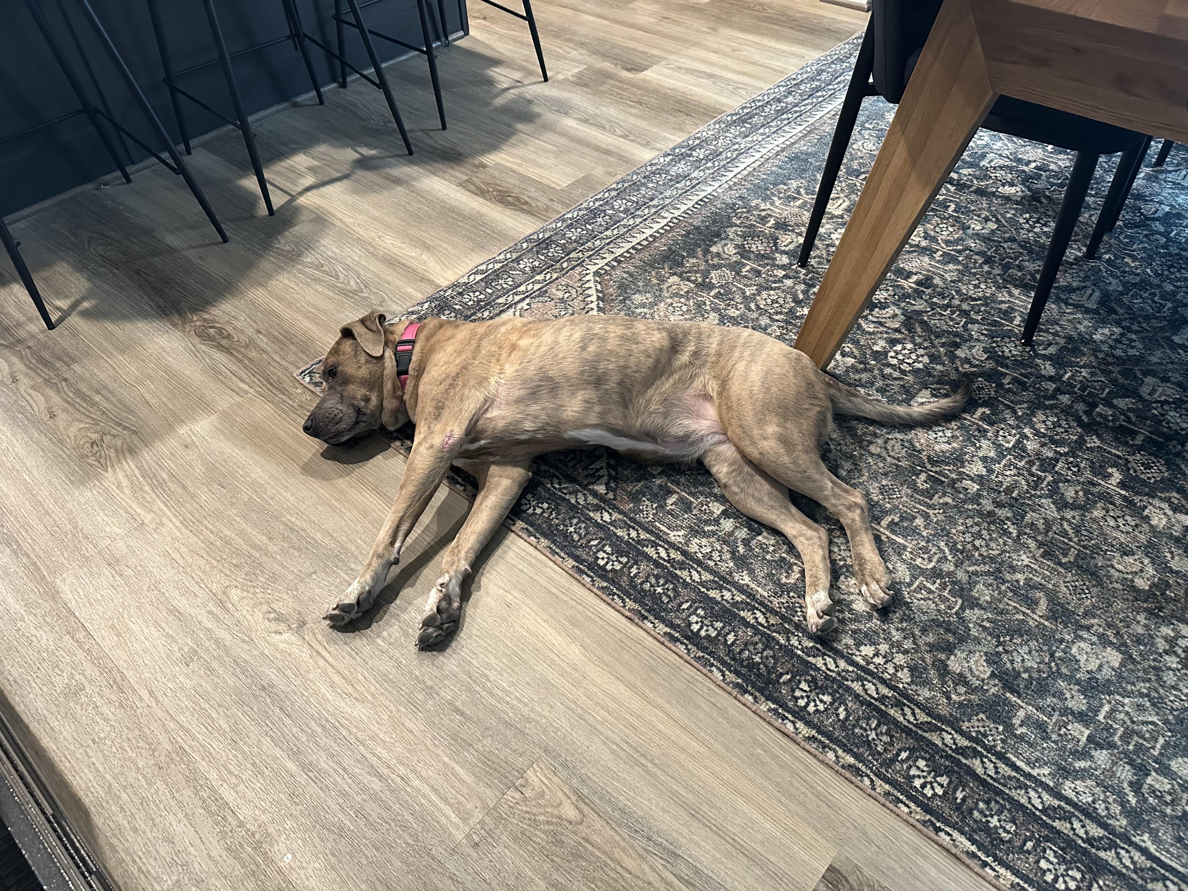 Kahlua , a Adoptable mixed breed in Austin, TX image 3/6