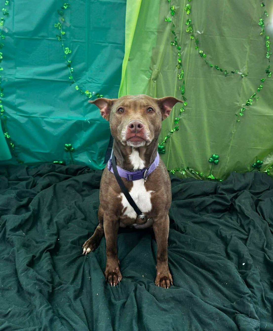 Enlarge hazel, a ADOPTABLE Pit Bull Terrier in MARION, IN image 2/6