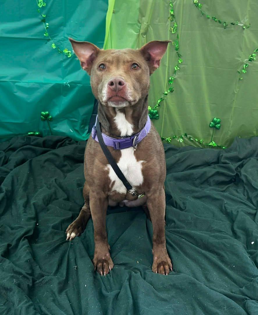Enlarge hazel, a ADOPTABLE Pit Bull Terrier in MARION, IN image 6/6