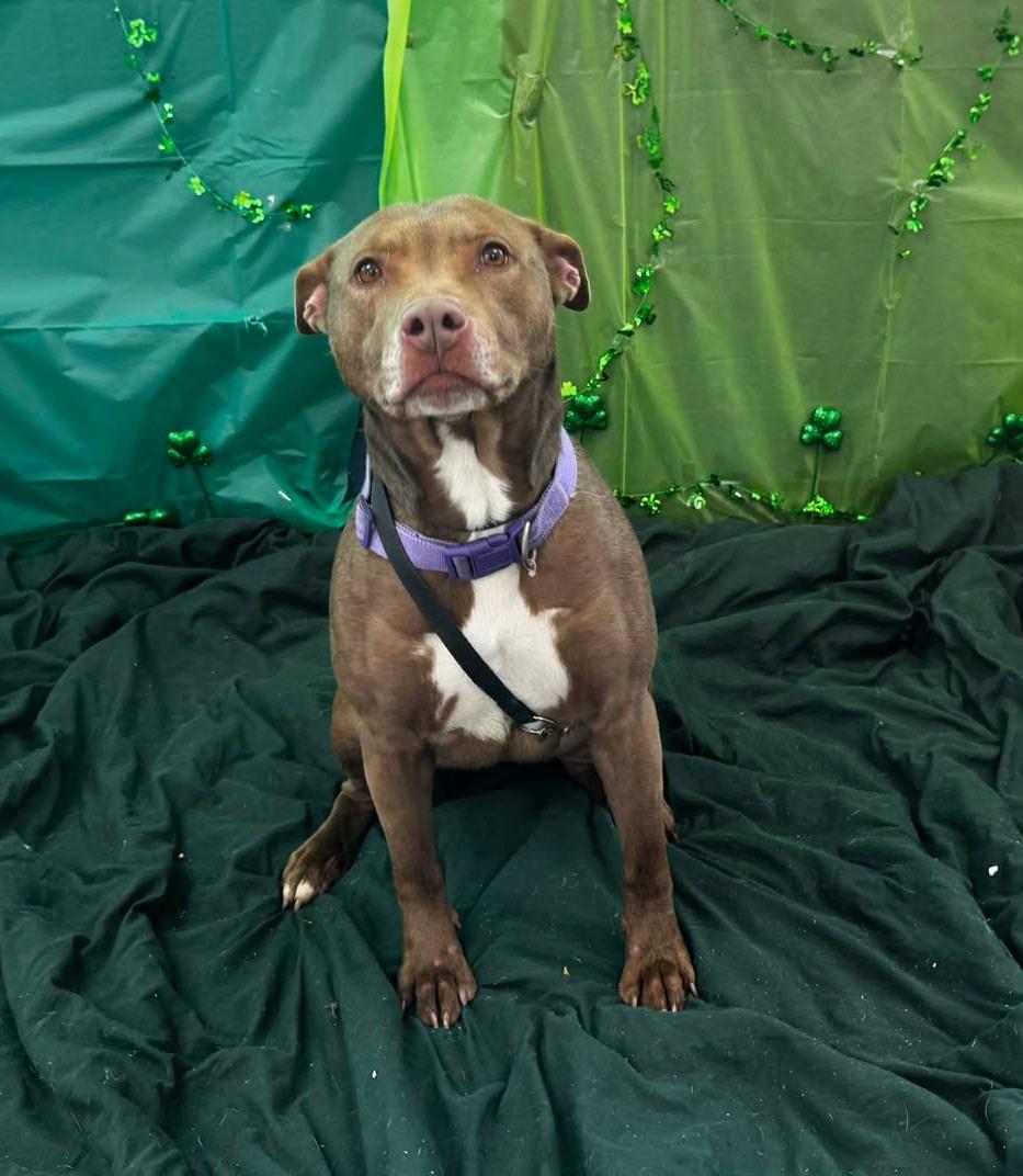 Enlarge hazel, a ADOPTABLE Pit Bull Terrier in MARION, IN image 5/6