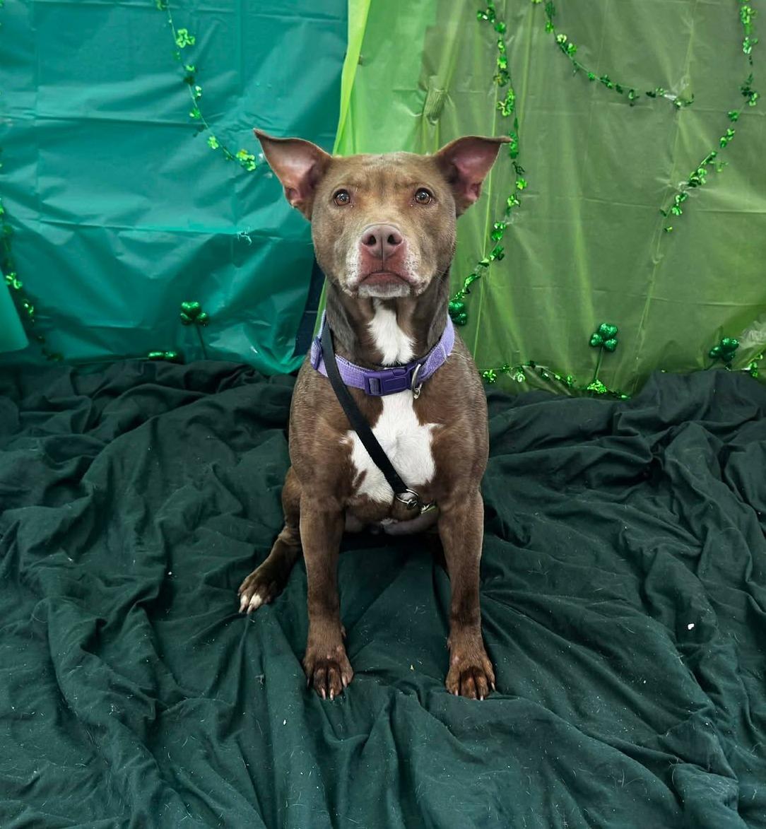 hazel, ADOPTABLE, Adult Female Pit Bull Terrier.