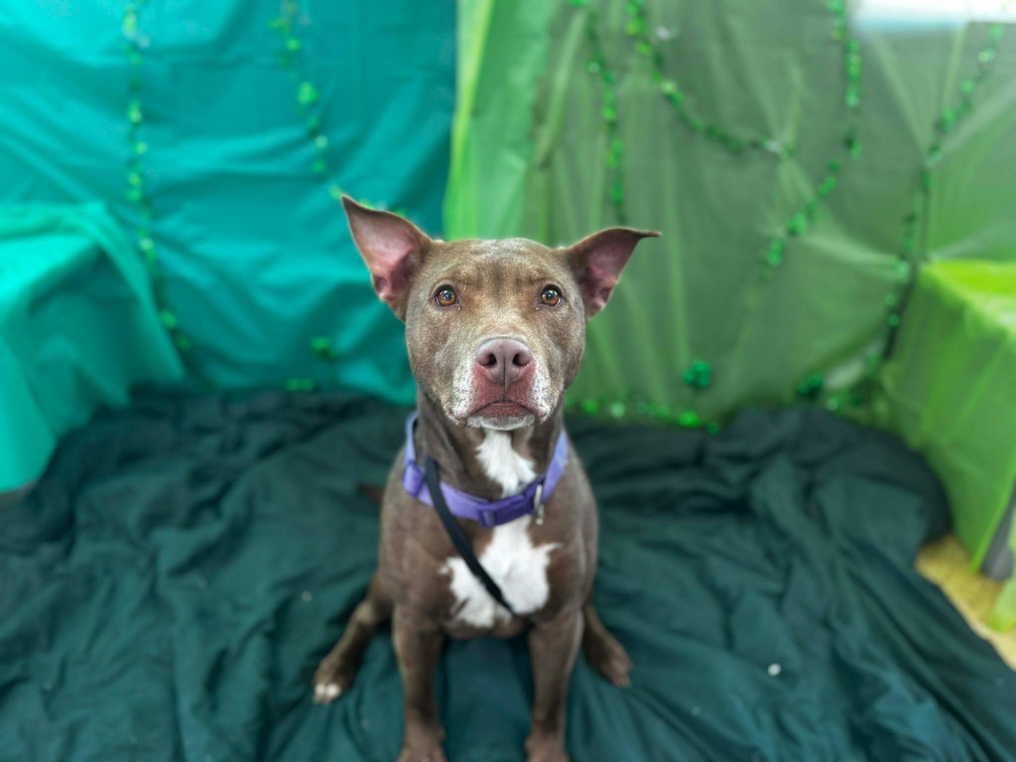 Enlarge hazel, a ADOPTABLE Pit Bull Terrier in MARION, IN image 3/6