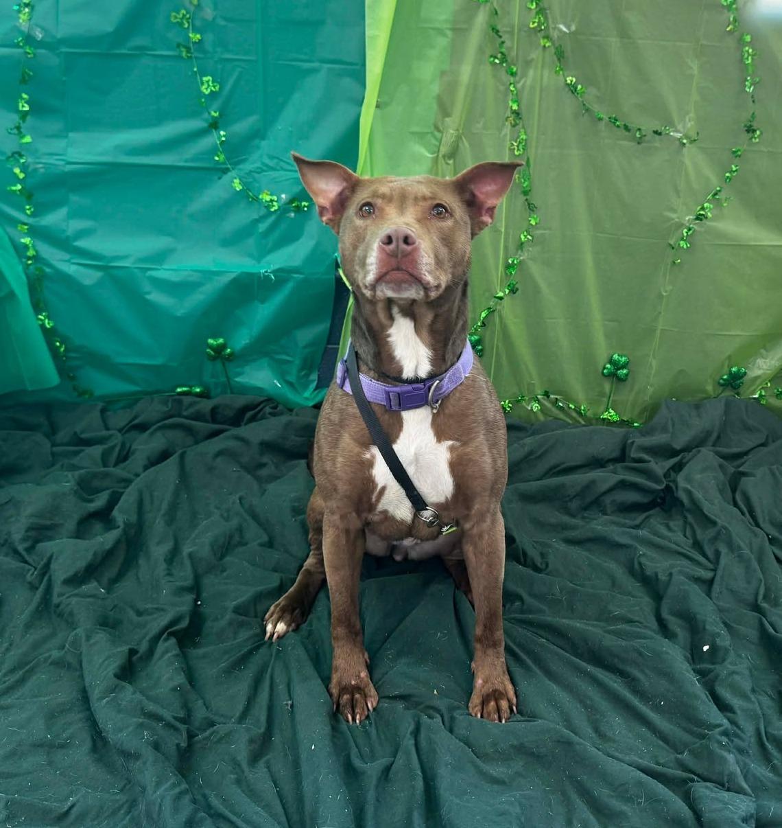 Enlarge hazel, a ADOPTABLE Pit Bull Terrier in MARION, IN image 4/6