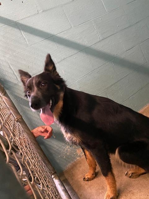 Kora, Adoptable, Young Female German Shepherd Dog & Mixed Breed.