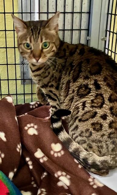 Maylee, Adopted, Adult Female Bengal.