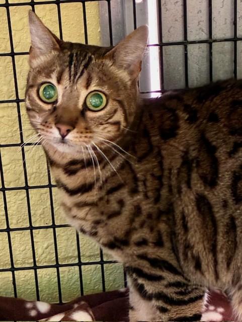 Enlarge Maylee, a Adopted Bengal in Southwick, MA image 2/3