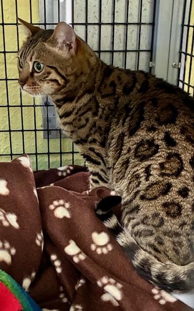 Enlarge Maylee, a Adopted Bengal in Southwick, MA image 3/3