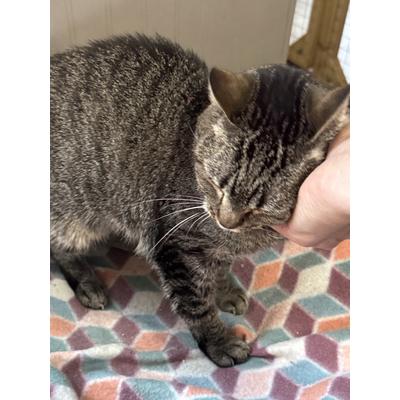 Autumn, a Adoptable Domestic Short Hair in Richland, MI image 3/5