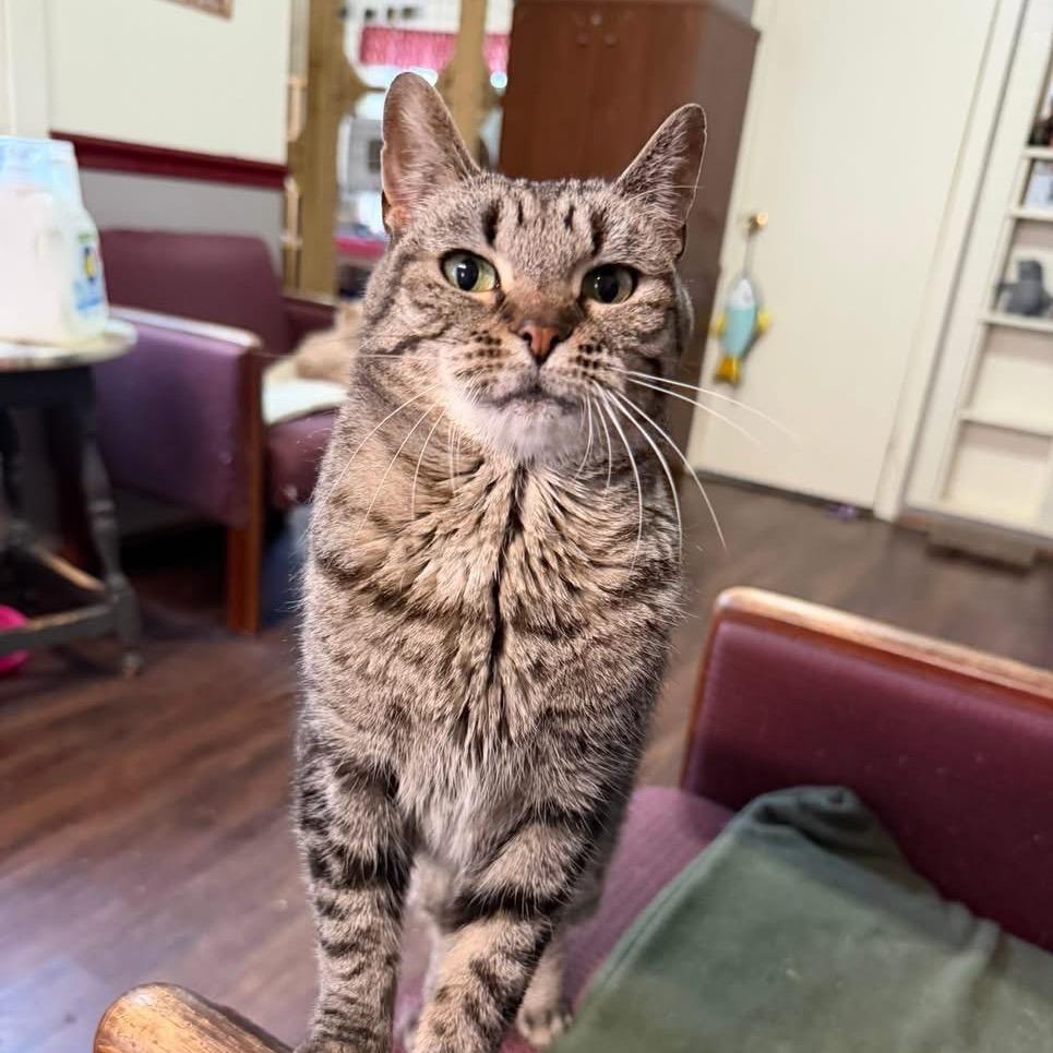 Autumn, a Adoptable Domestic Short Hair in Richland, MI image 4/5