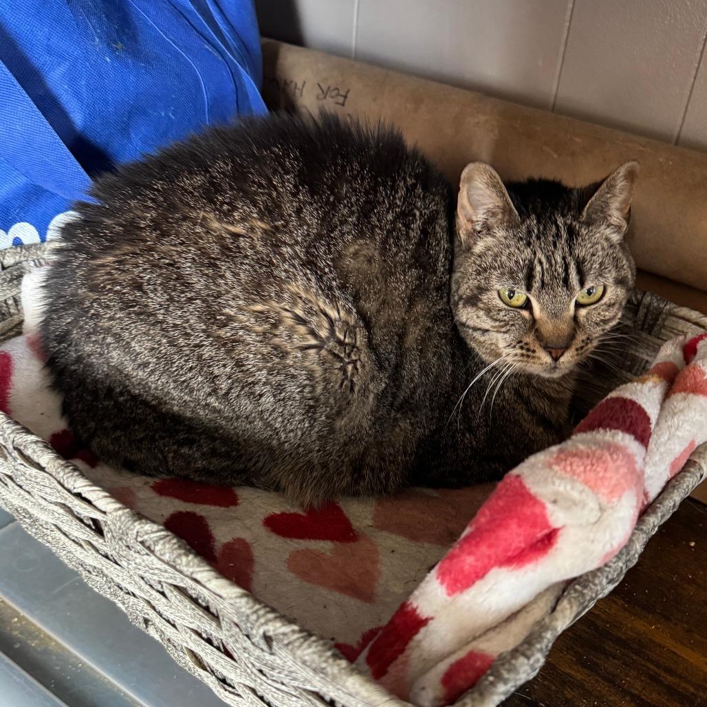 Autumn, a Adoptable Domestic Short Hair in Richland, MI image 5/5
