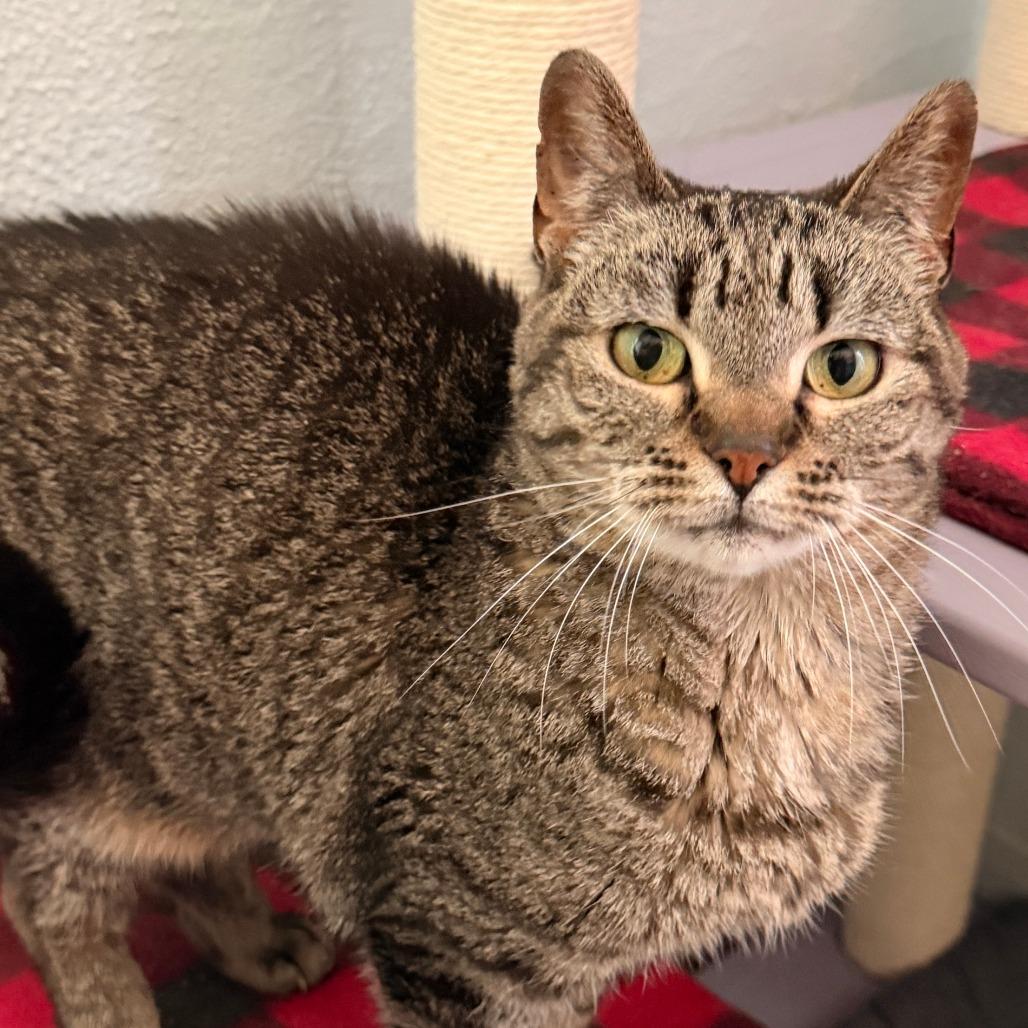 Autumn, a Adoptable Domestic Short Hair in Richland, MI image 2/5