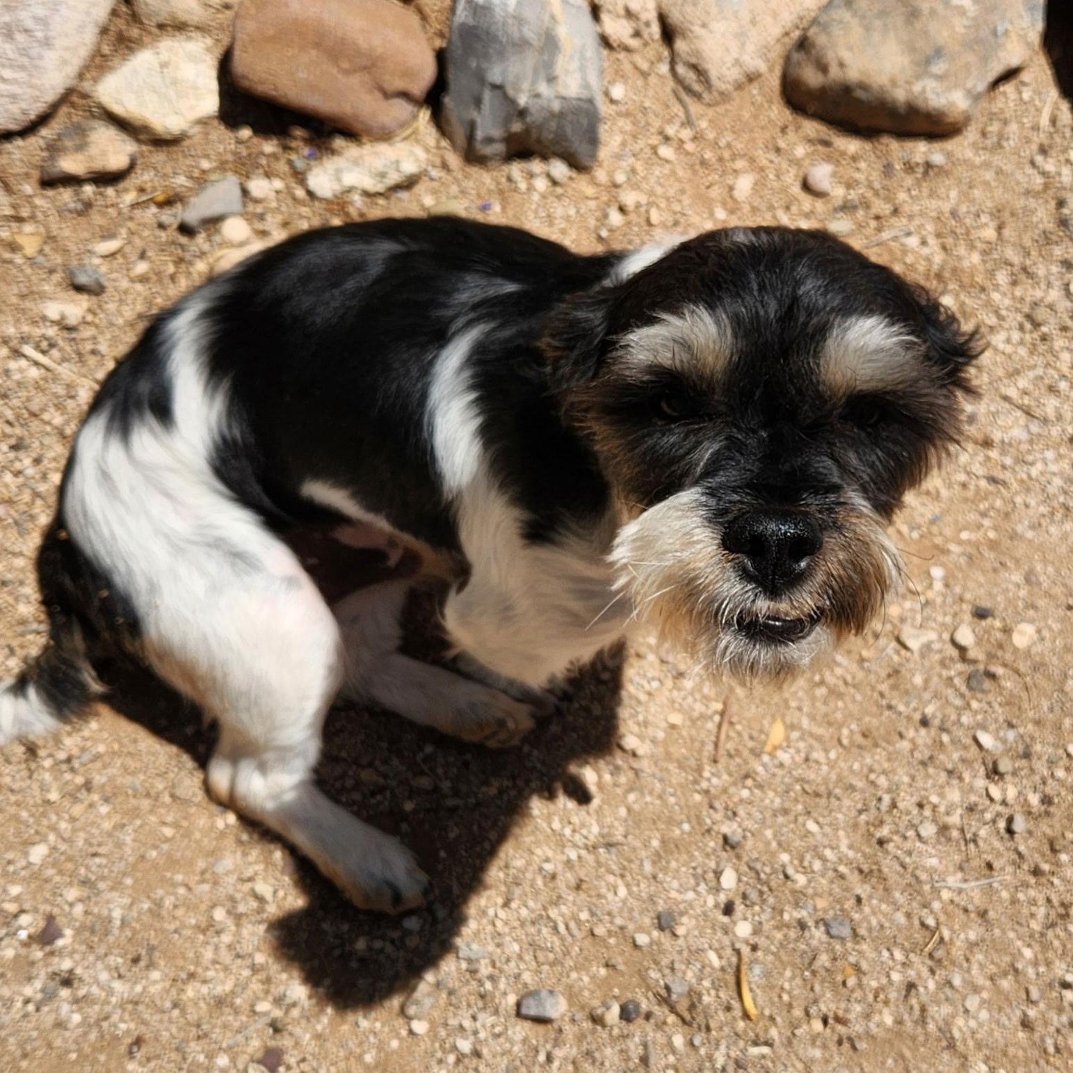 Enlarge Jackpot, a ADOPTABLE mixed breed in Tucson, AZ image 4/5