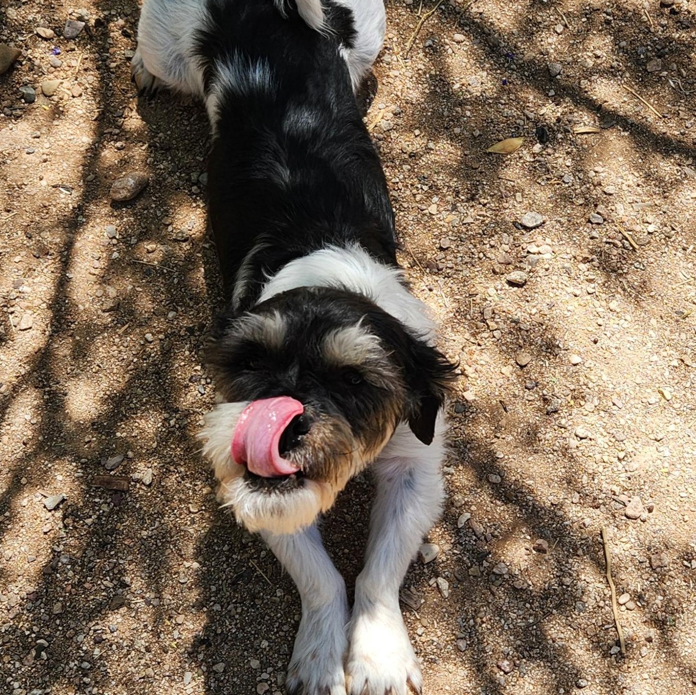 Enlarge Jackpot, a ADOPTABLE mixed breed in Tucson, AZ image 3/5