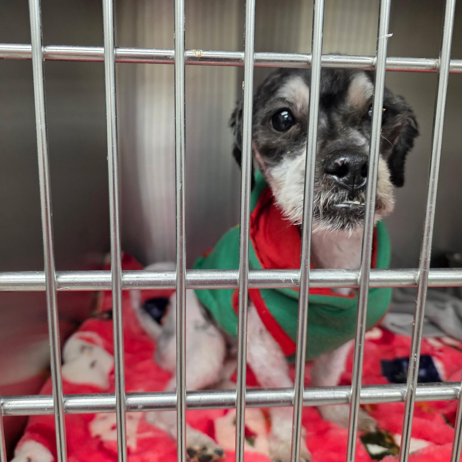 Enlarge Jackpot, a ADOPTABLE mixed breed in Tucson, AZ image 5/5