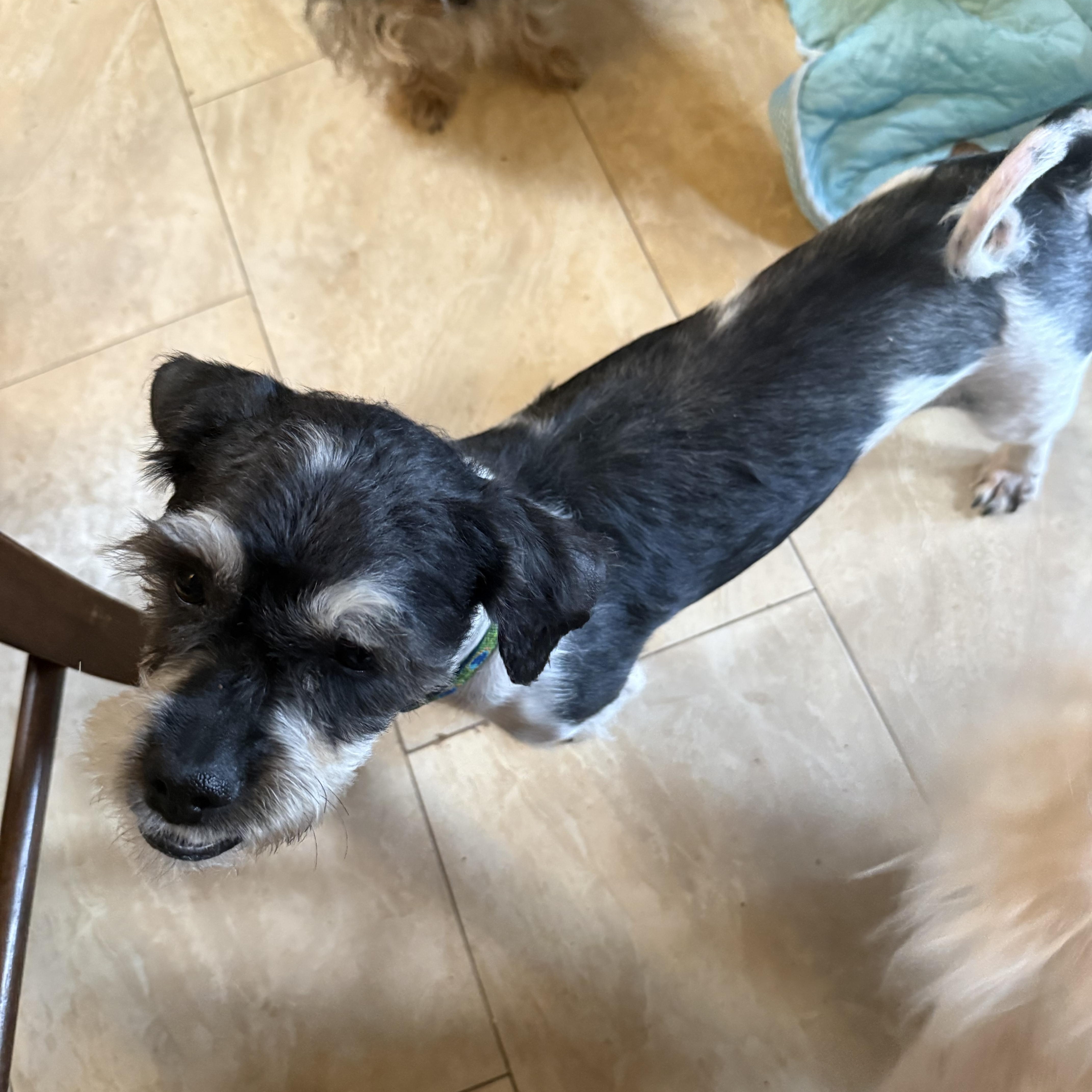 Enlarge Jackpot, a ADOPTABLE mixed breed in Tucson, AZ image 2/5