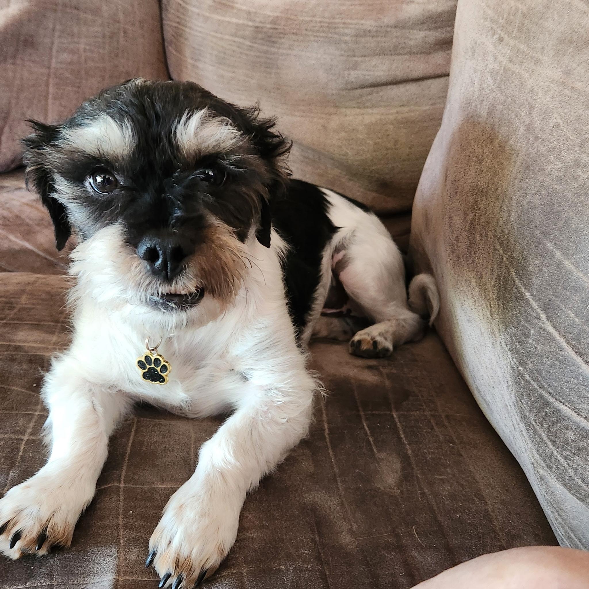 Jackpot, ADOPTABLE, Adult Male Shih Tzu.