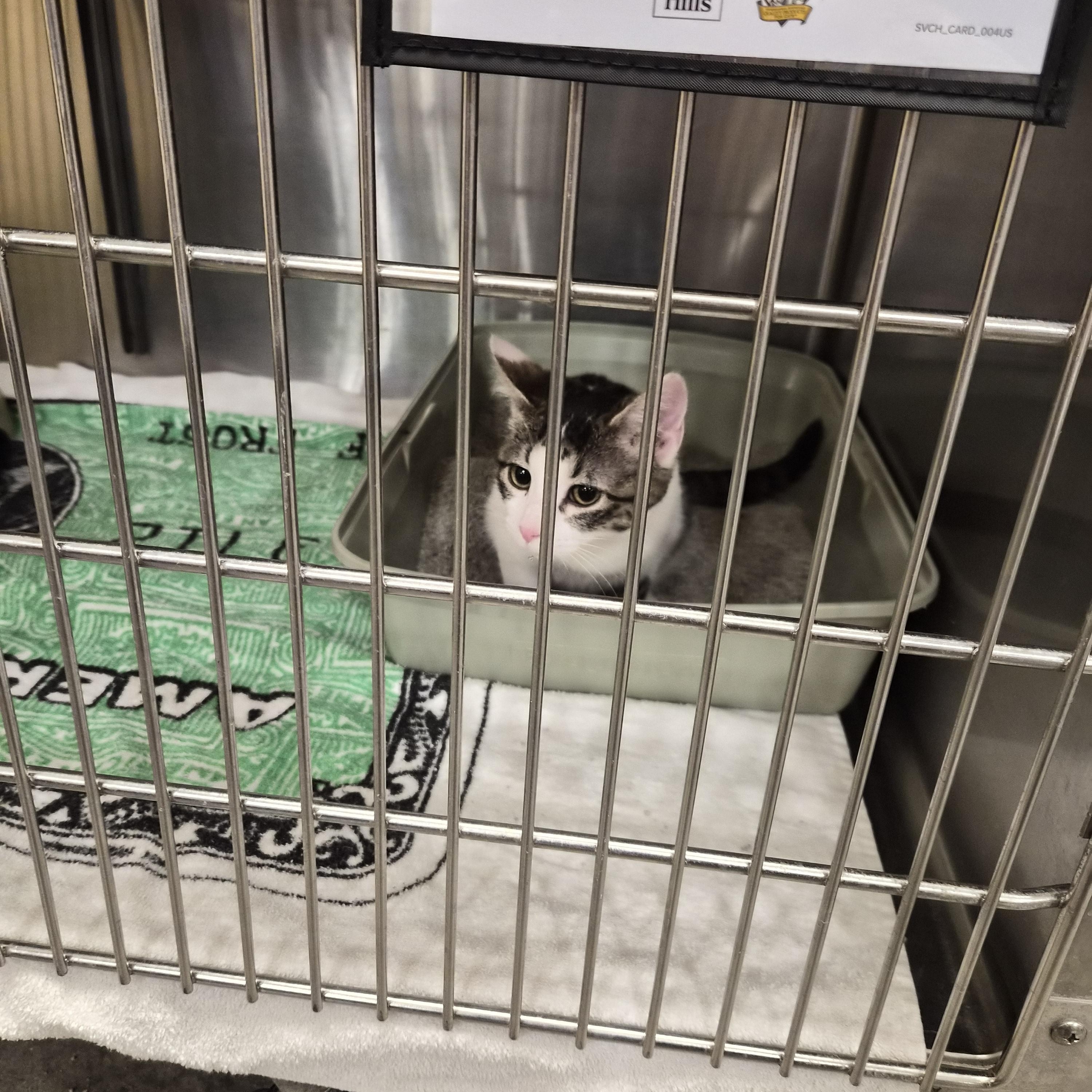 Enlarge Glamery, an adopted Domestic Short Hair in Greeley, CO image 1/1