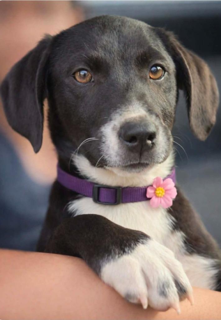 Enlarge Michelle, a Adoptable mixed breed in El Dorado, AR image 1/1