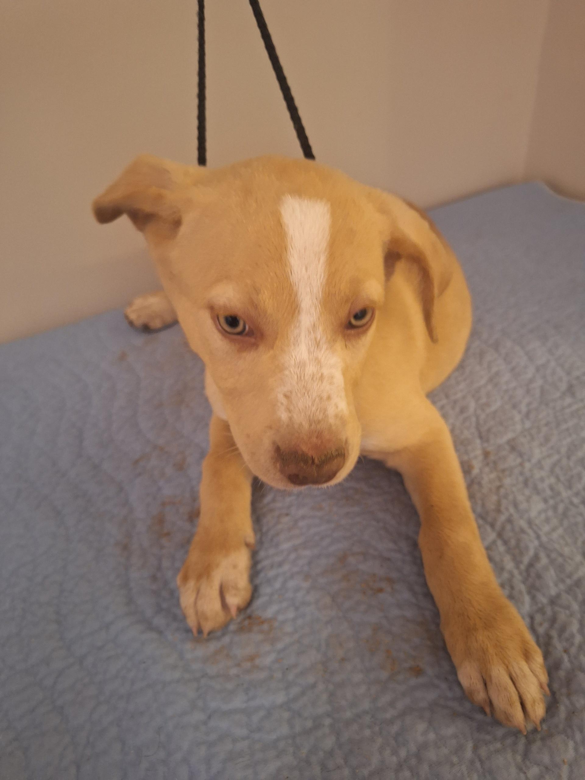 Enlarge Dawn, an adopted mixed breed in Melbourne, AR image 1/1