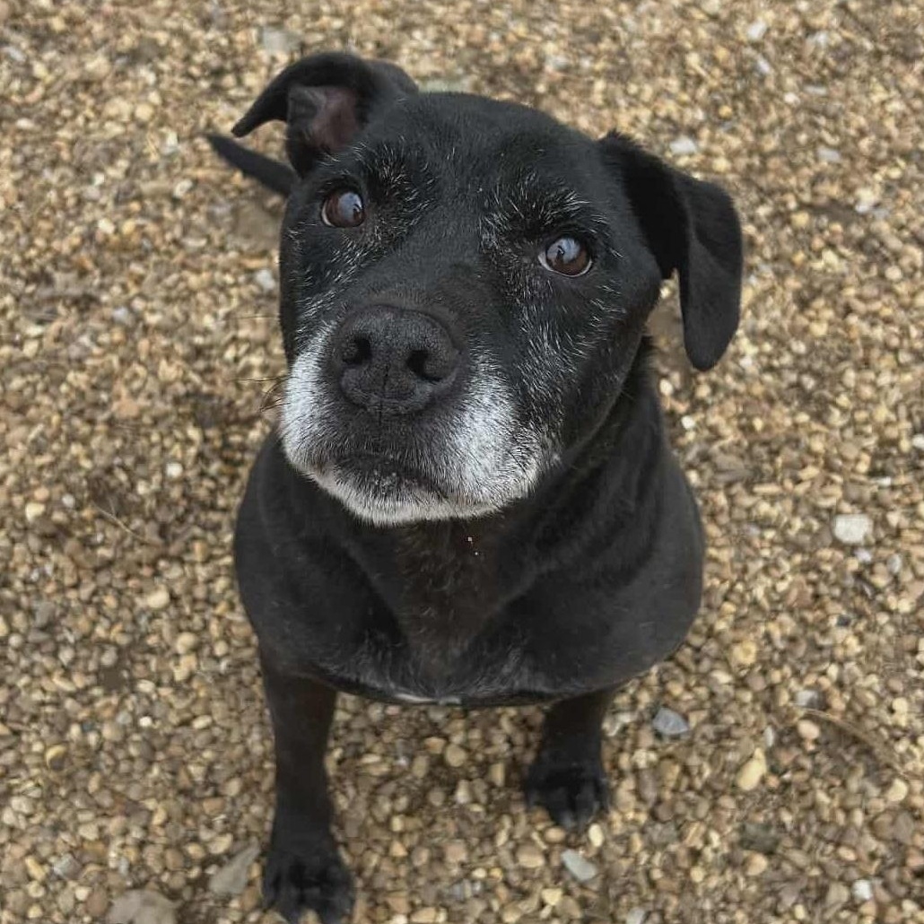 Cosmo, Adoptable, Senior Male Mixed Breed & Pit Bull Terrier.