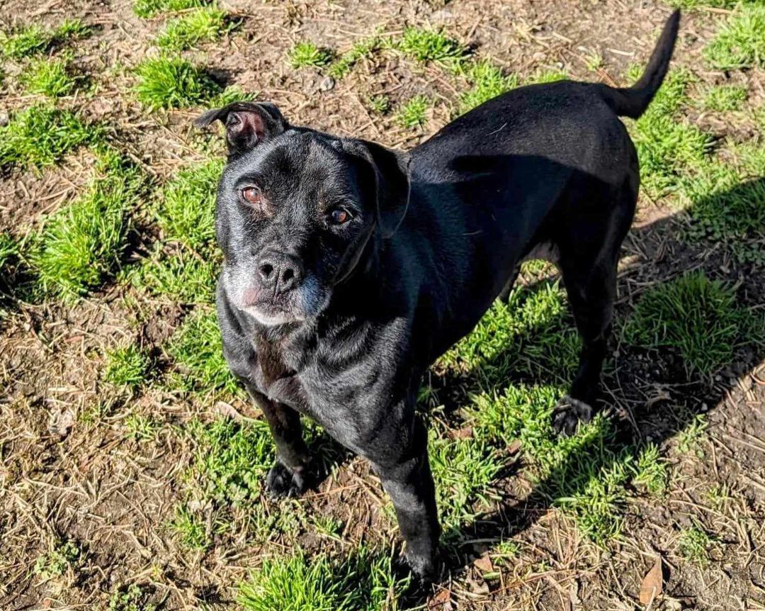 Cosmo, a Adoptable mixed breed in Anniston, AL image 2/5