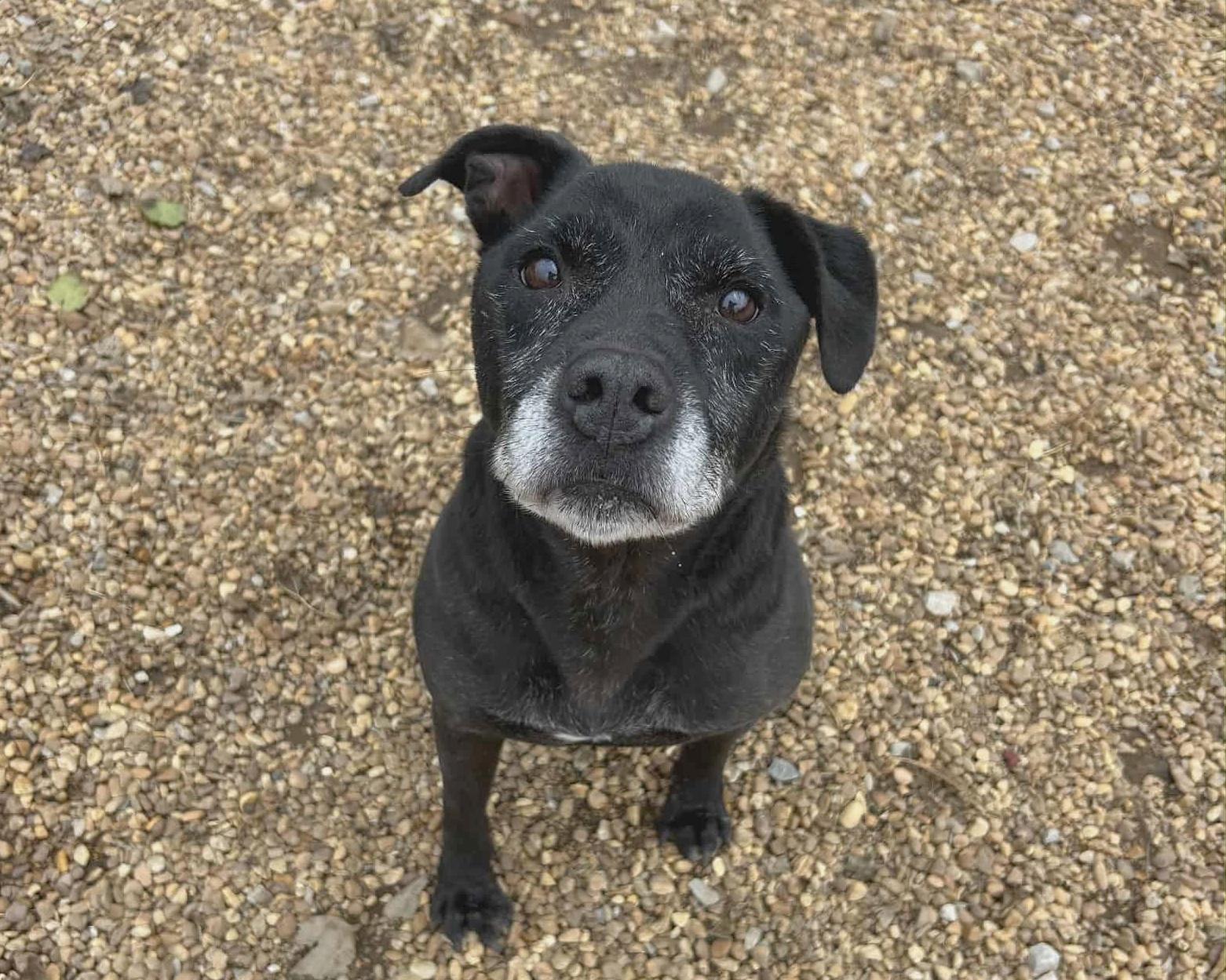 Cosmo, a Adoptable mixed breed in Anniston, AL image 4/5