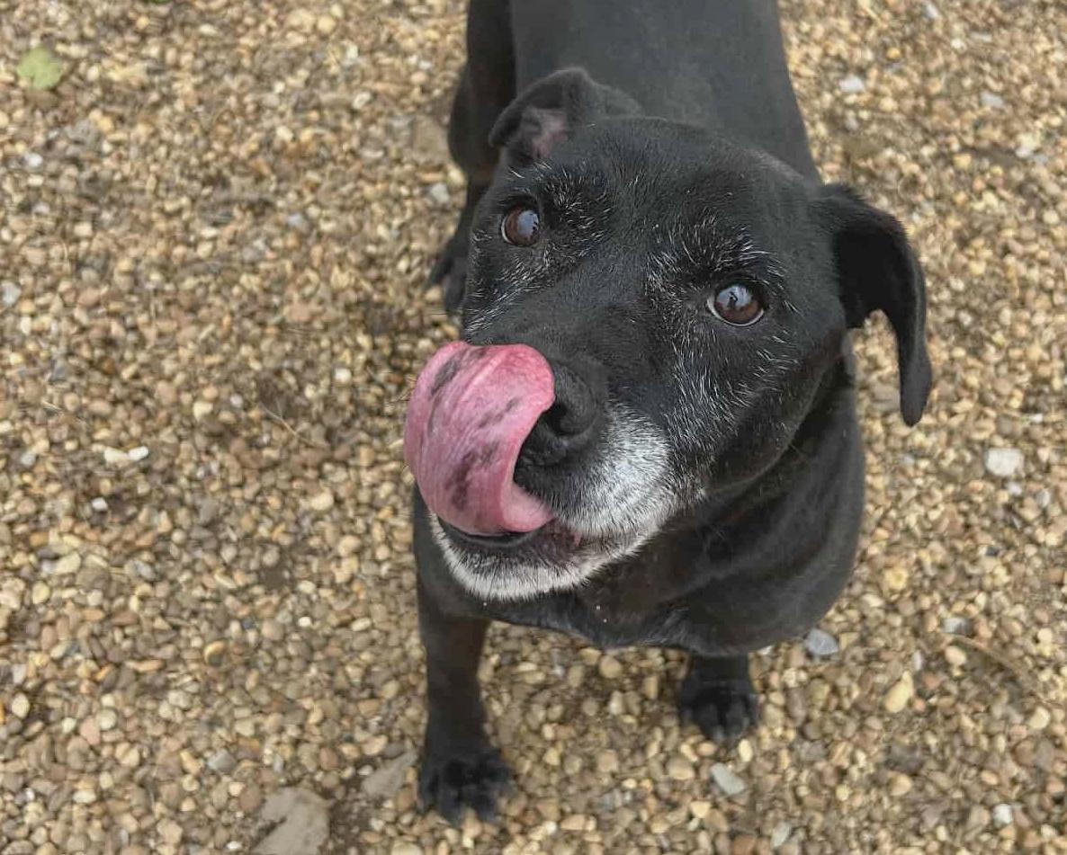 Cosmo, a Adoptable mixed breed in Anniston, AL image 3/5