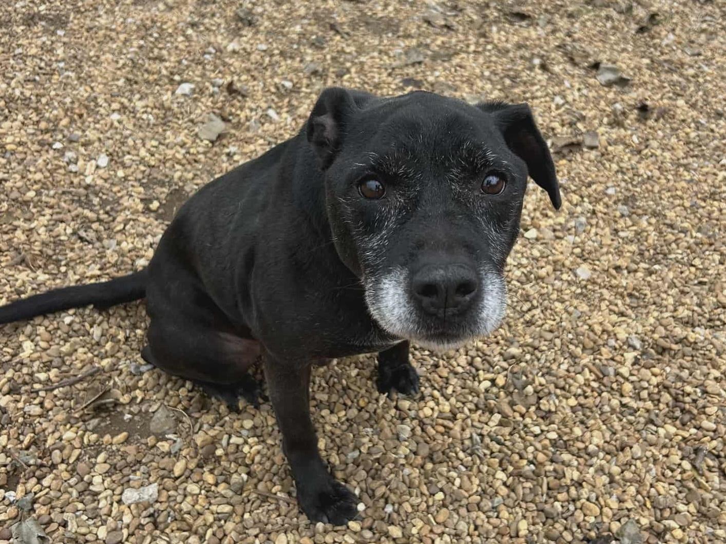 Cosmo, a Adoptable mixed breed in Anniston, AL image 5/5