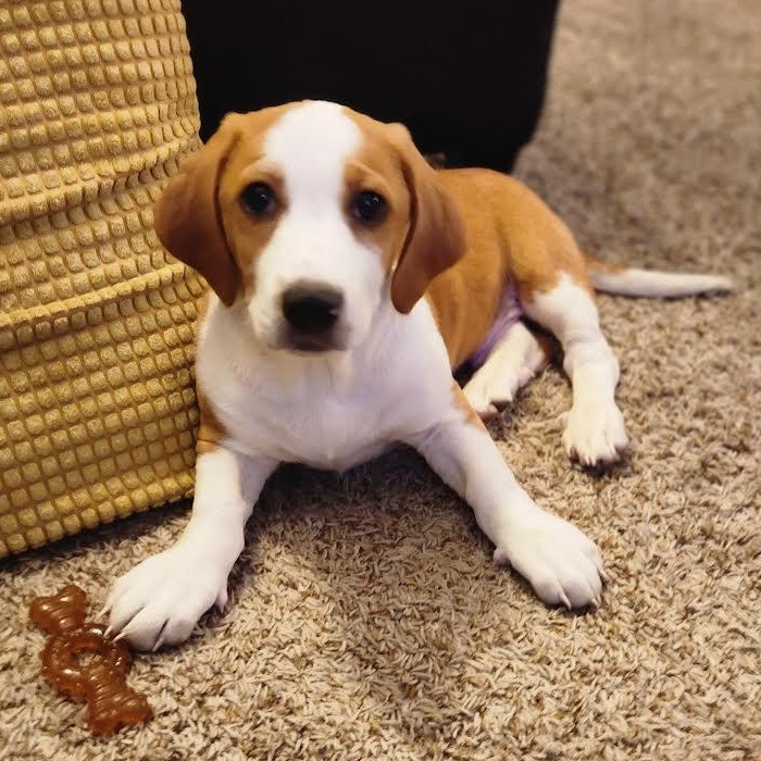 Enlarge Joshua Tree, a Adoptable mixed breed in Midlothian, VA image 4/6
