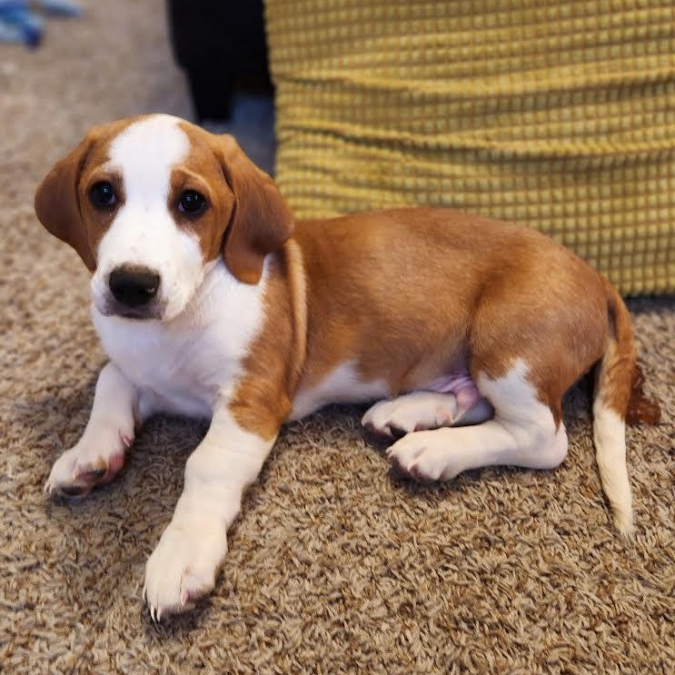 Enlarge Joshua Tree, a Adoptable mixed breed in Midlothian, VA image 1/6