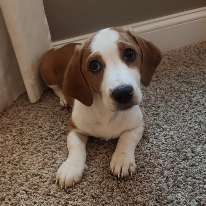 Enlarge Joshua Tree, a Adoptable mixed breed in Midlothian, VA image 6/6