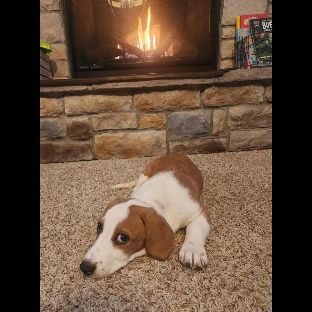 Enlarge Joshua Tree, a Adoptable mixed breed in Midlothian, VA image 2/6