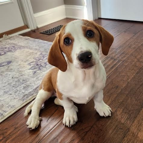 Joshua Tree, Adoptable, Puppy Male Basset Hound.