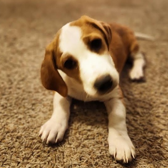 Enlarge Joshua Tree, a Adoptable mixed breed in Midlothian, VA image 3/6