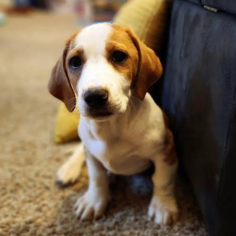 Enlarge Joshua Tree, a Adoptable mixed breed in Midlothian, VA image 5/6