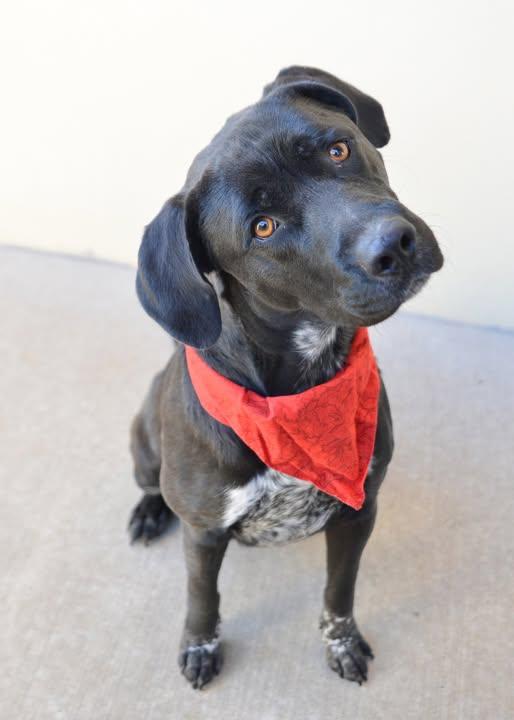 Enlarge Rowlf, a Adoptable Labrador Retriever in McKinney, TX image 1/1
