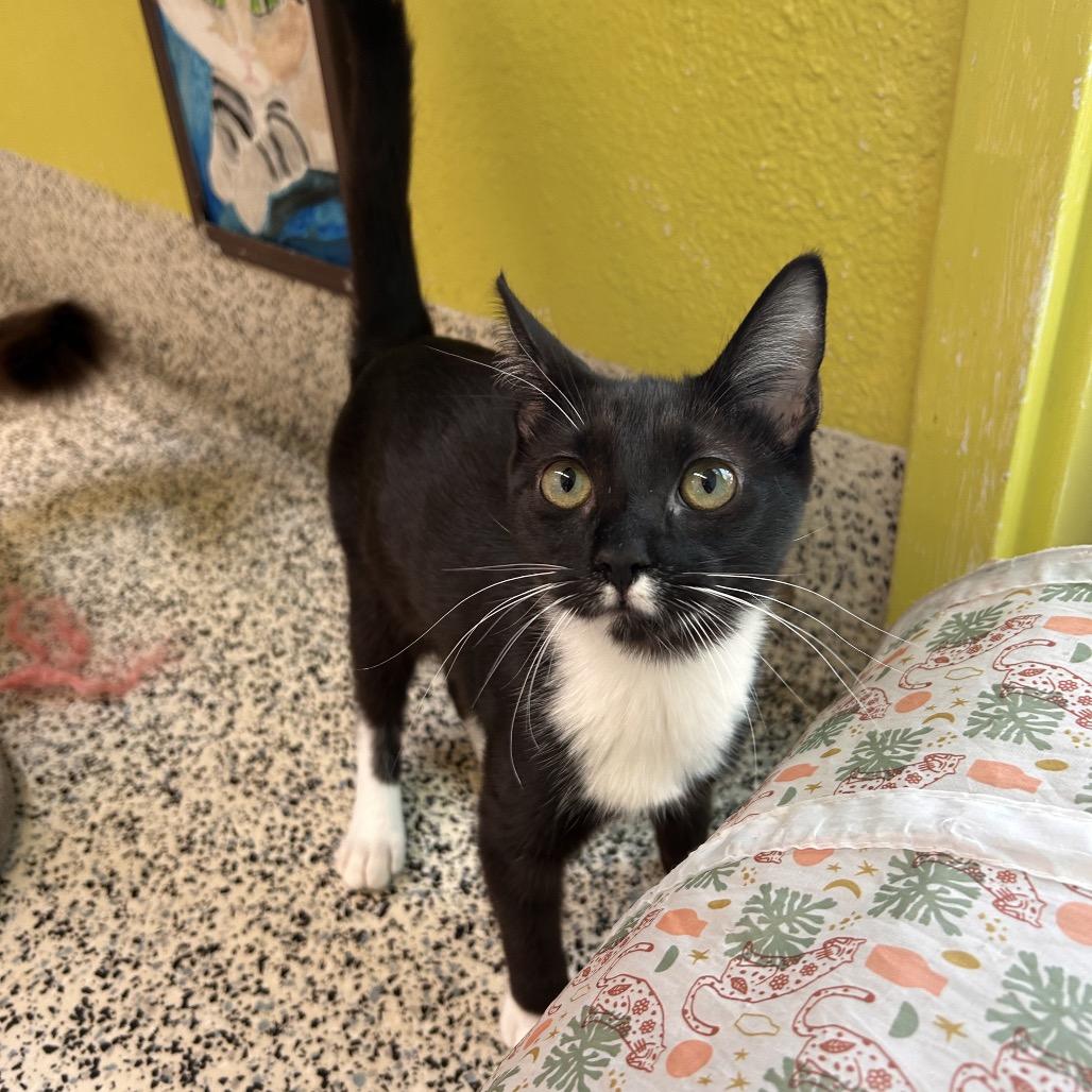 Lumalee, a Adoptable Domestic Short Hair in Fresno, CA image 2/4