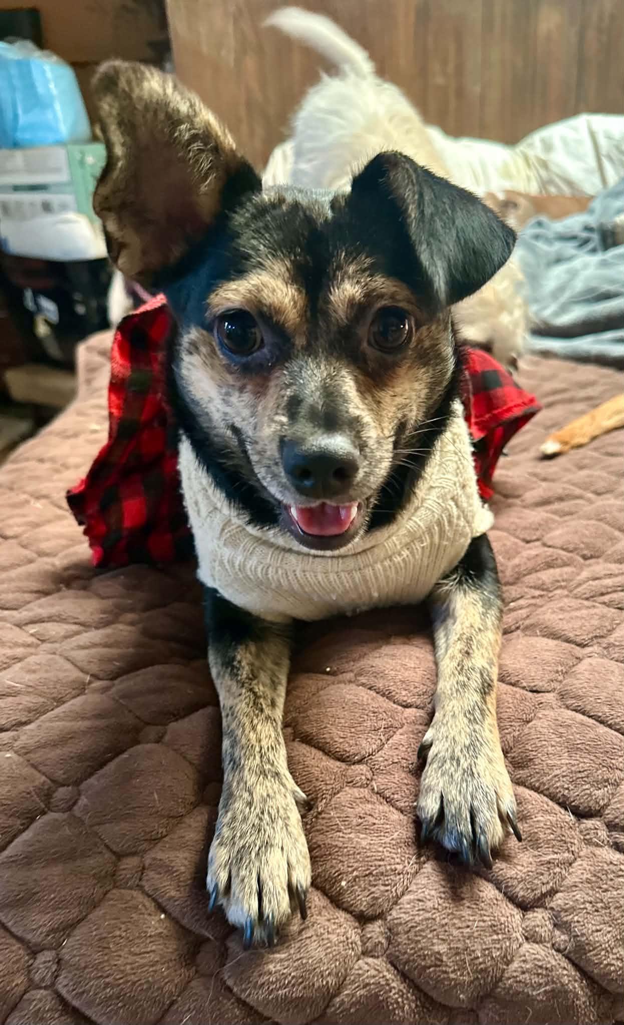 Mini, Adoptable, Young Female Chihuahua.