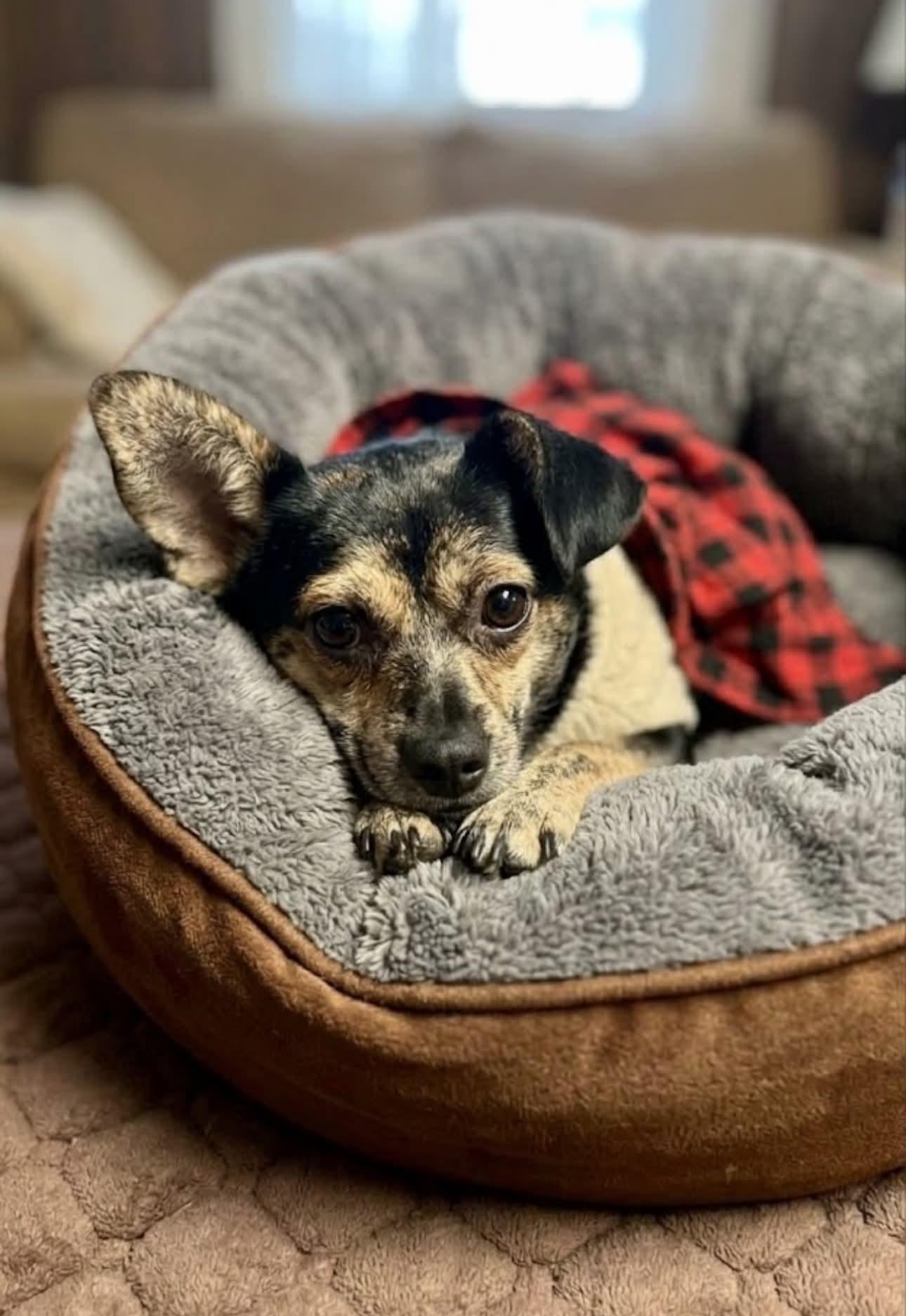 Enlarge Mini, a Adoptable Chihuahua in Escondido, CA image 2/3