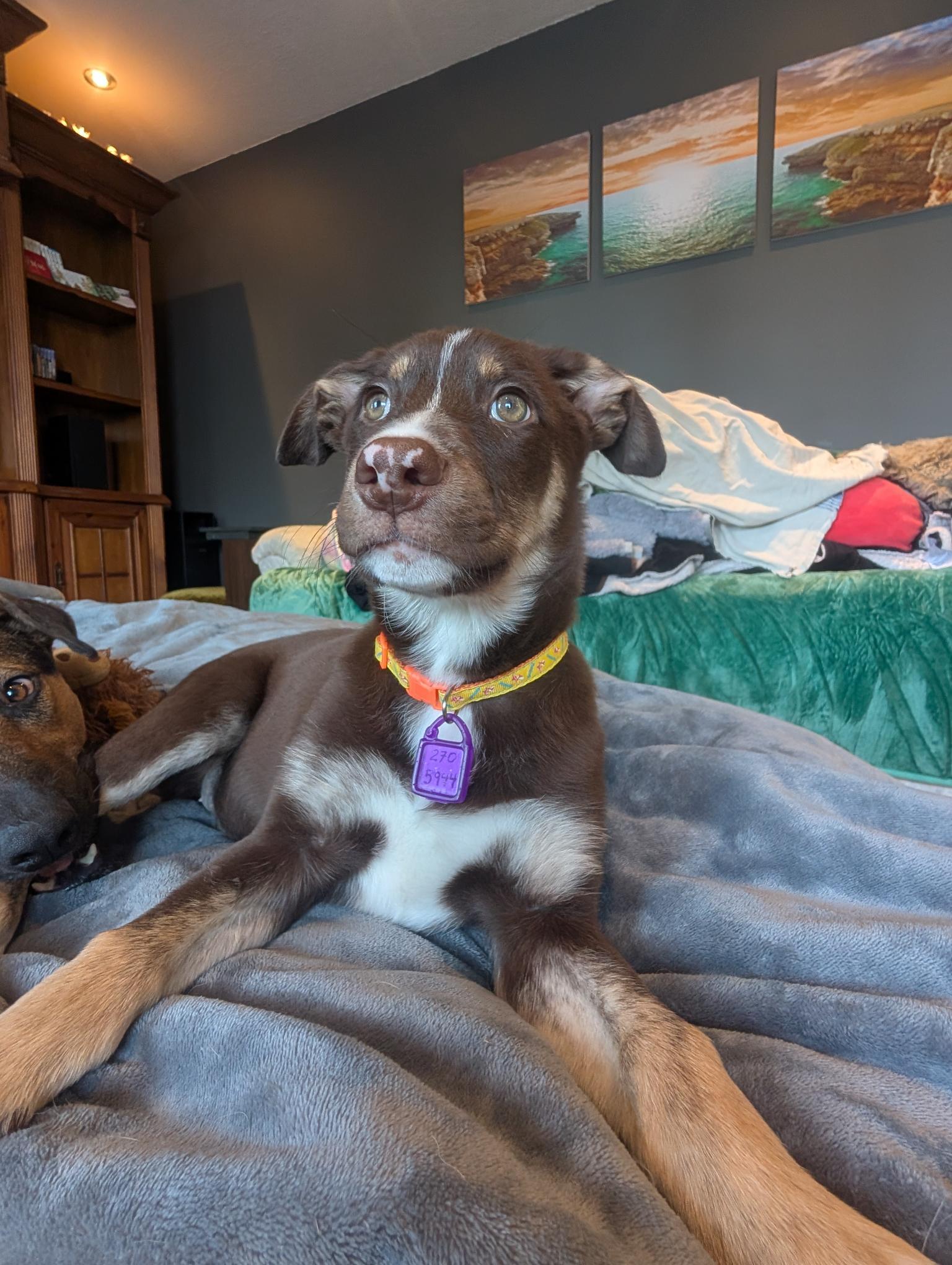 Happy, a ADOPTABLE Mixed Breed in Saskatoon, SK image 4/6