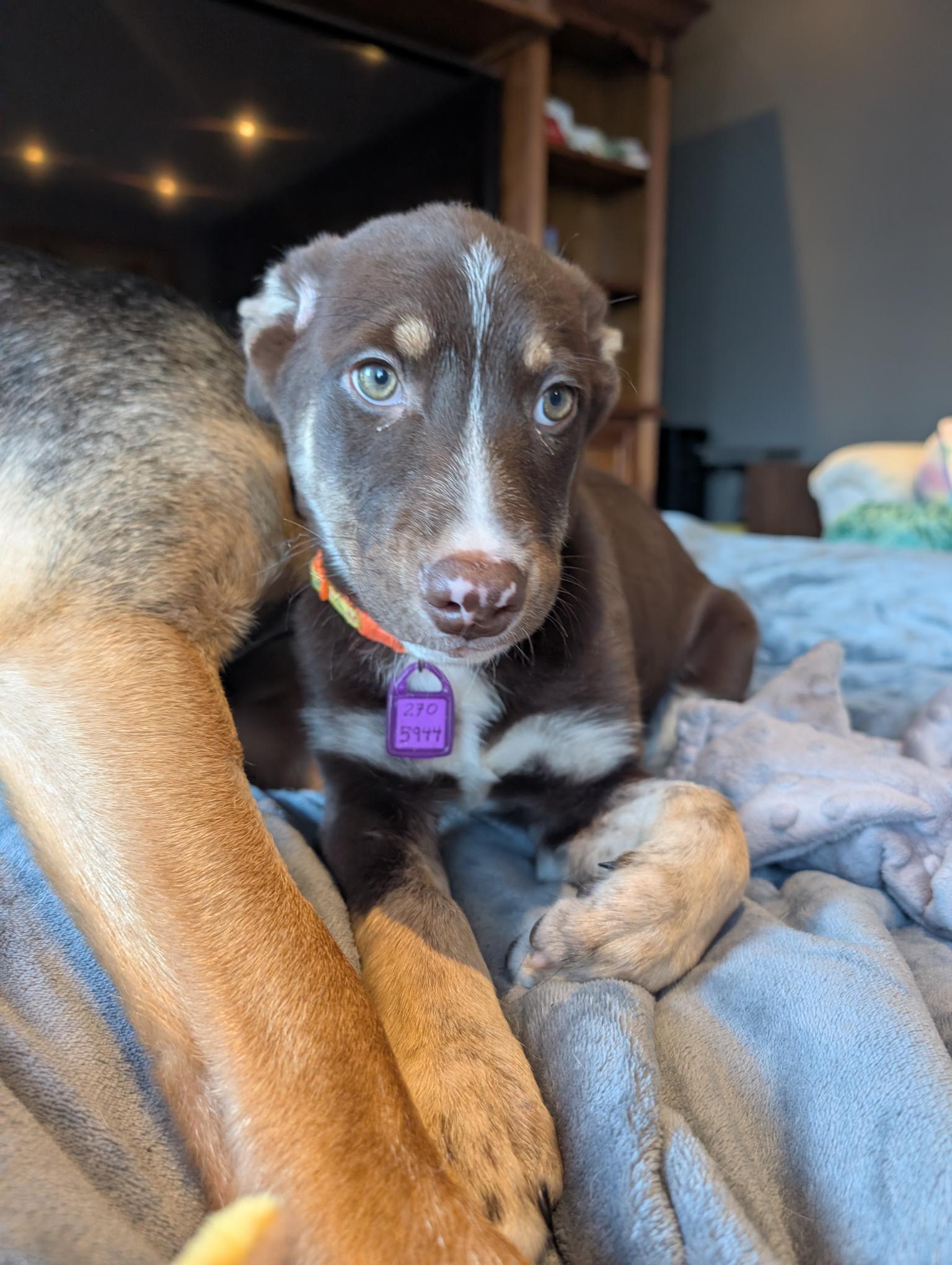 Happy, a ADOPTABLE Mixed Breed in Saskatoon, SK image 3/6