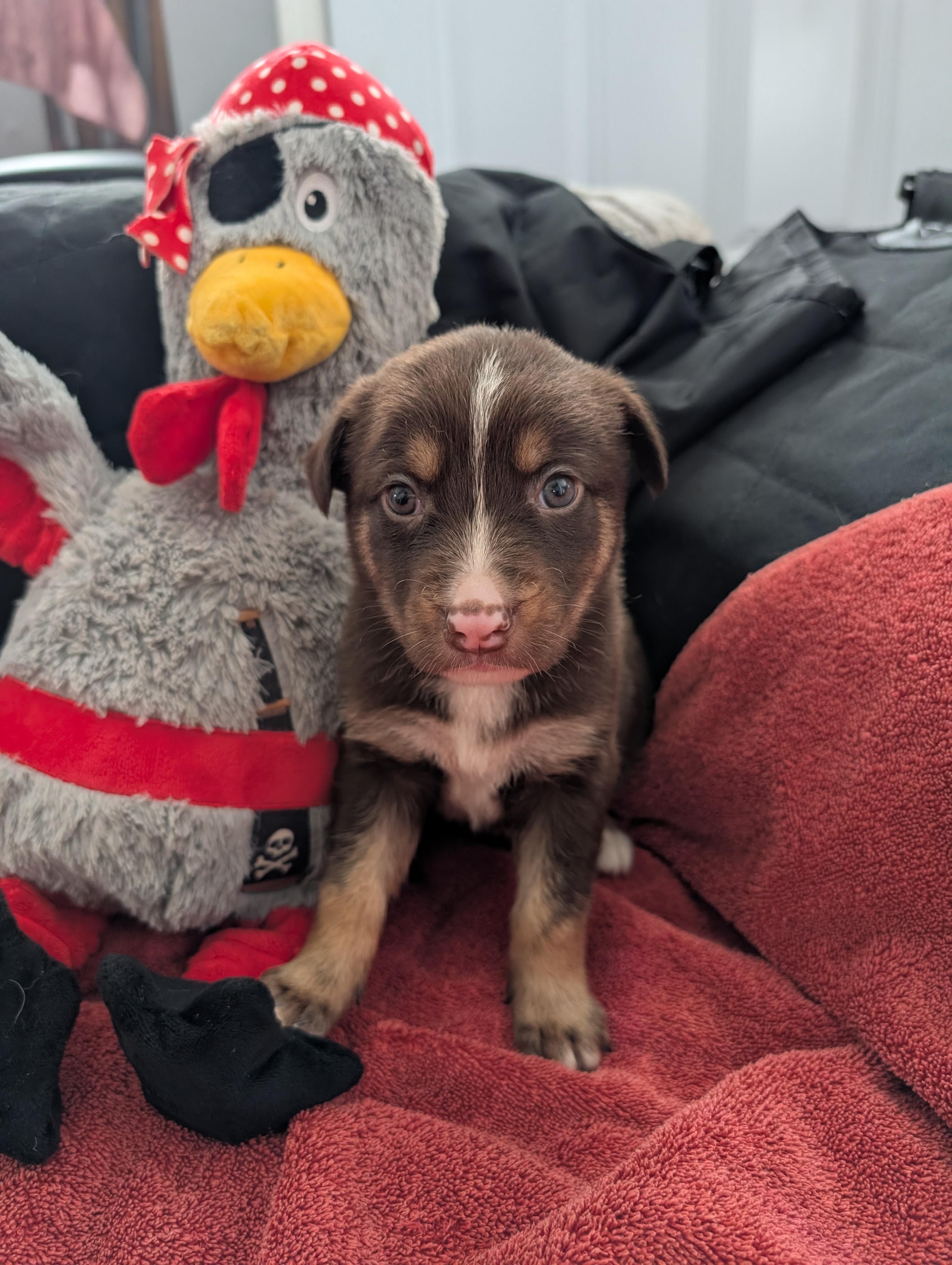 Happy, a ADOPTABLE Mixed Breed in Saskatoon, SK image 6/6