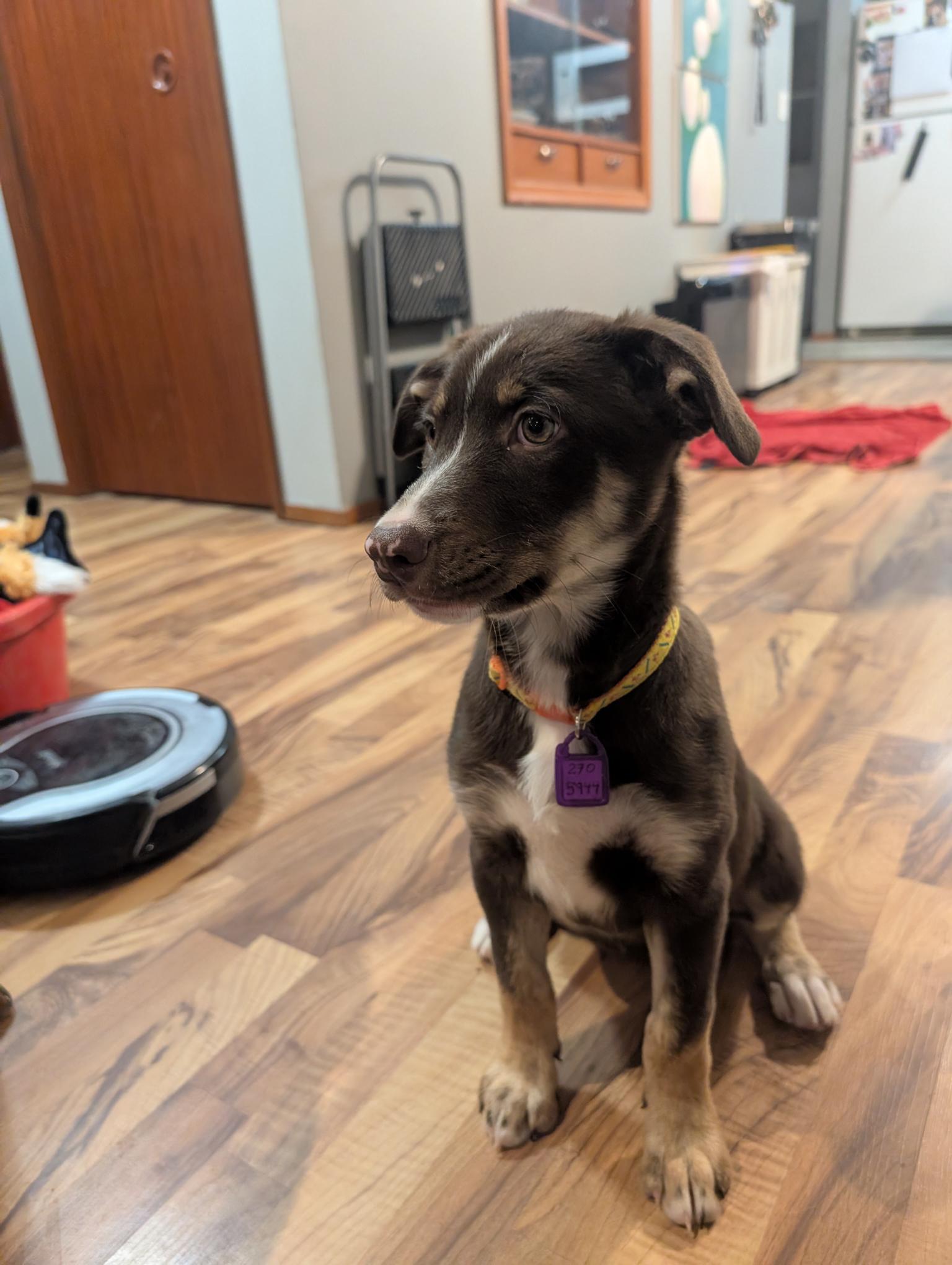 Happy, a ADOPTABLE Mixed Breed in Saskatoon, SK image 5/6