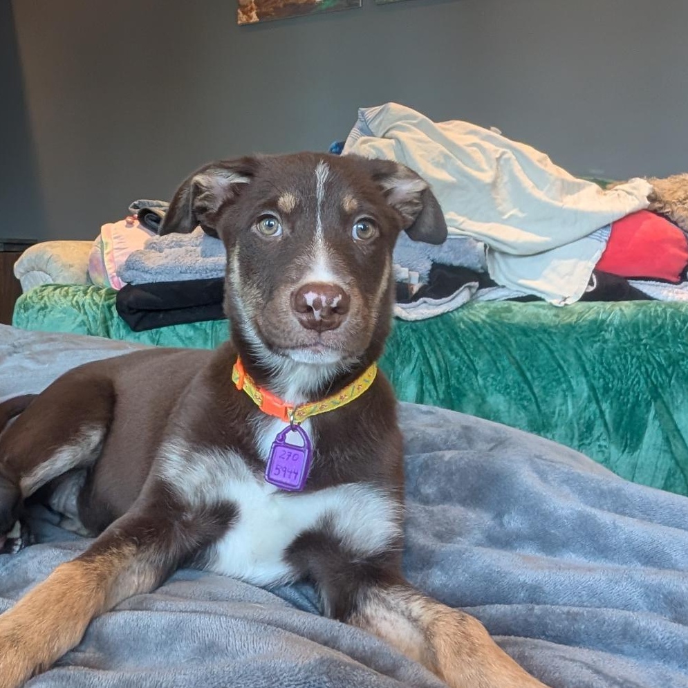 Happy, ADOPTABLE, Puppy Female Mixed Breed.